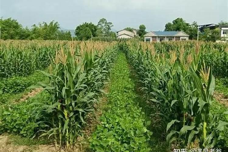 玉米能打磷酸二氢钾吗