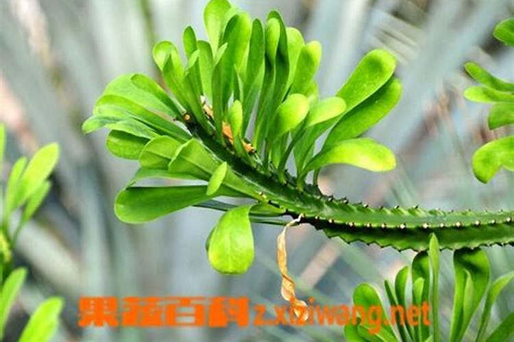 霸王鞭的扦插方法