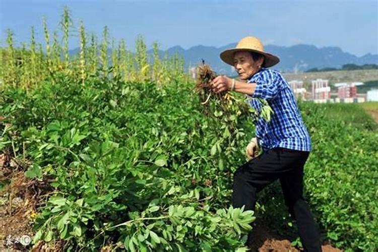 怎样判定有机肥是否完全腐熟？急!