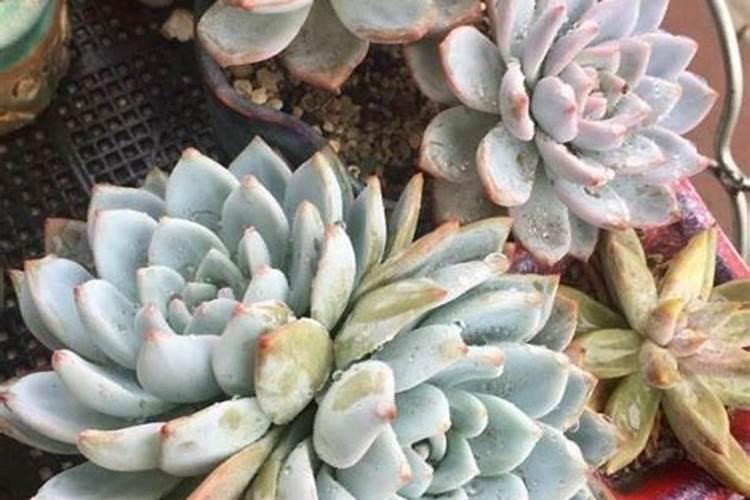 花椒树几月发芽,花椒树什么时候发芽开花