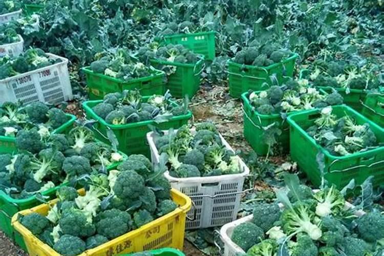 大葱产地在哪里