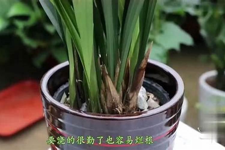 磷酸二氢钾怎么给兰花施肥