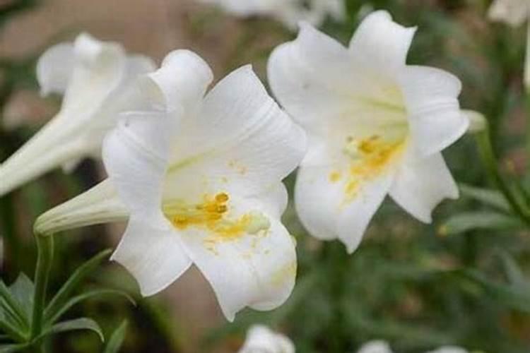 水溶肥料怎么使用 水溶肥如何使用效果更好