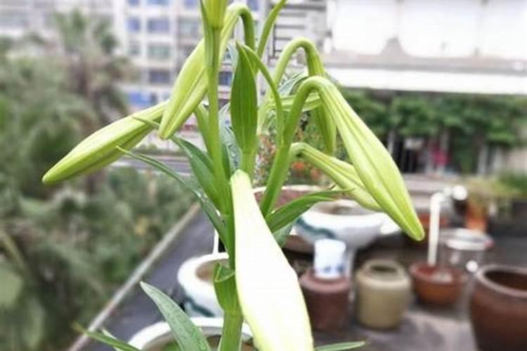 水溶肥如何使用效果更好