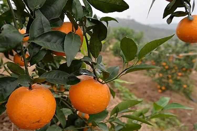 沃柑控梢用钾肥过多有什么后果？