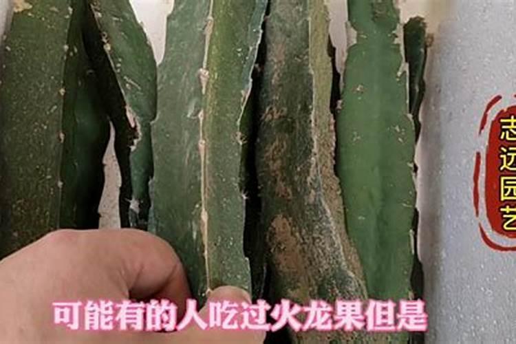 火龙果幼苗怎么施肥