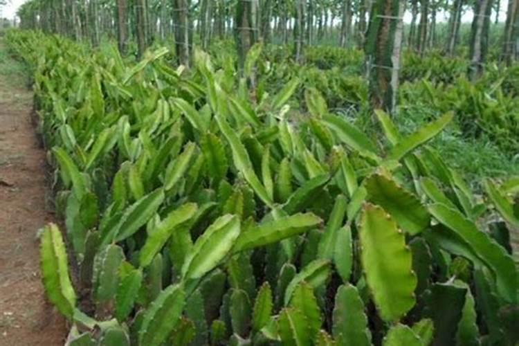 火龙果苗什么时候施肥