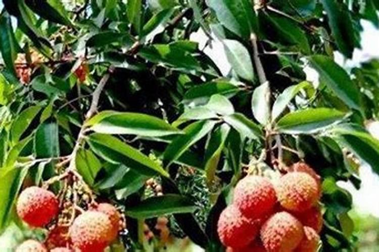 荔枝用什么药可以膨大