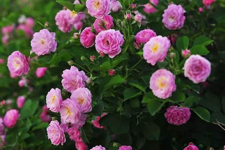 蔷薇花施什么肥最好