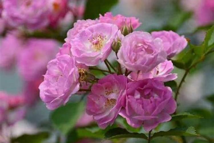 蔷薇花施什么肥最好