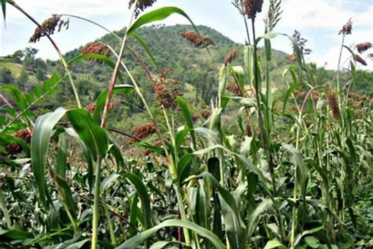 杜鹃花能用骨粉鱼粉做肥料吗