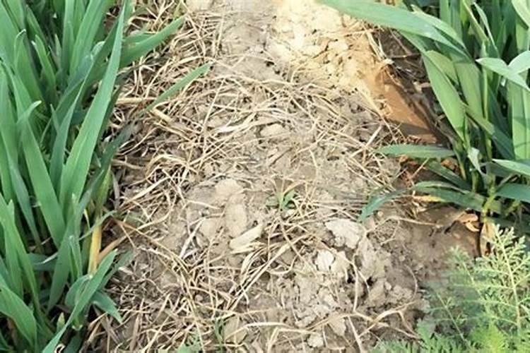 硼肥对小麦的作用与功效