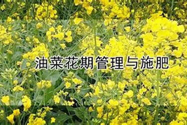 油菜花期管理与施肥