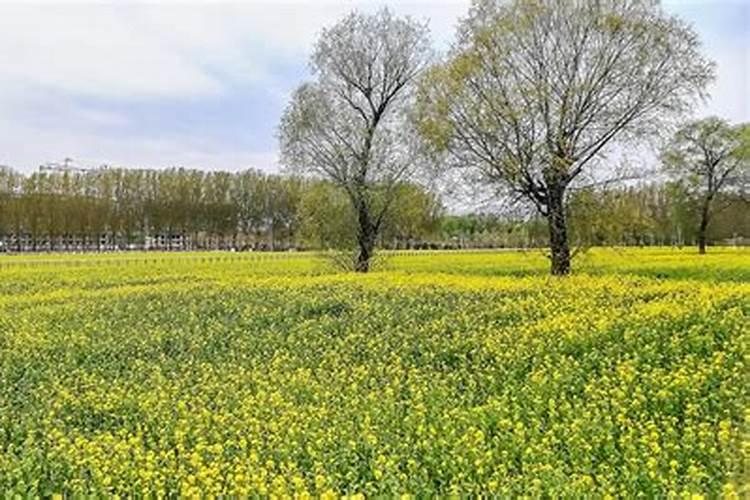 油菜什么时期施尿素 油菜什么时期施尿素比较好