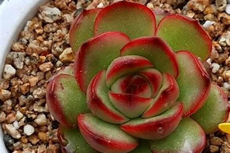 多肉上色肥料怎么用