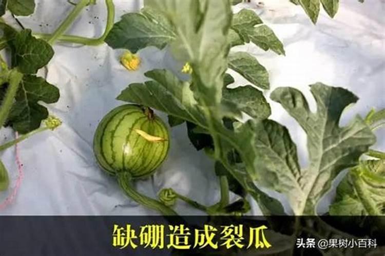 西瓜施肥技巧