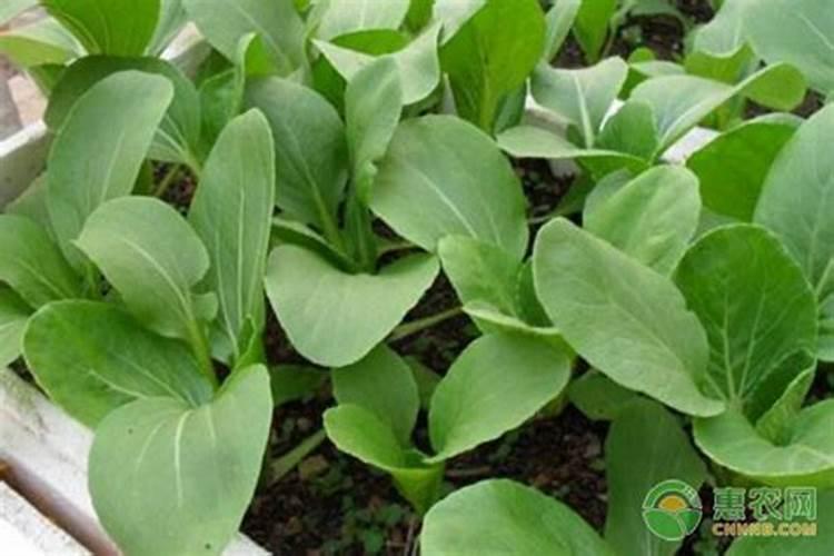 油菜种植肥料都是