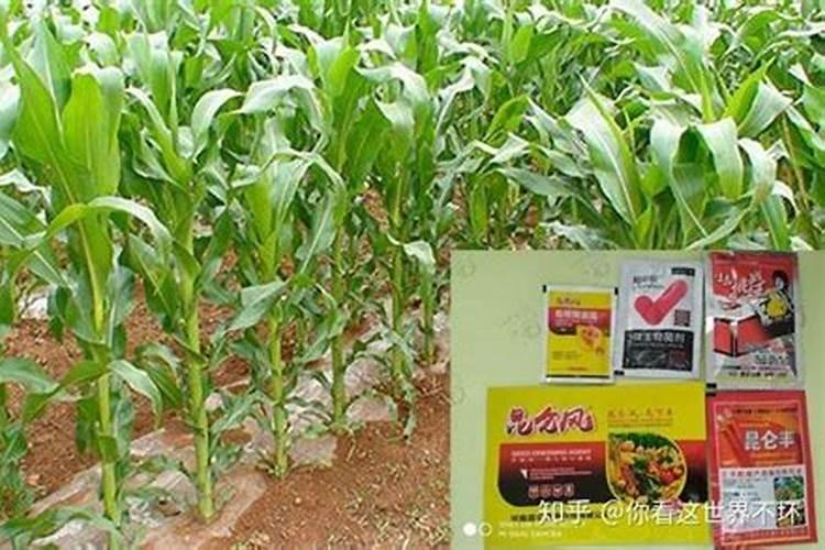 玉米底肥一次性施肥 氮磷钾 各用多少？