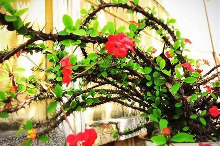 虎刺梅如何养护开花直接爆盆