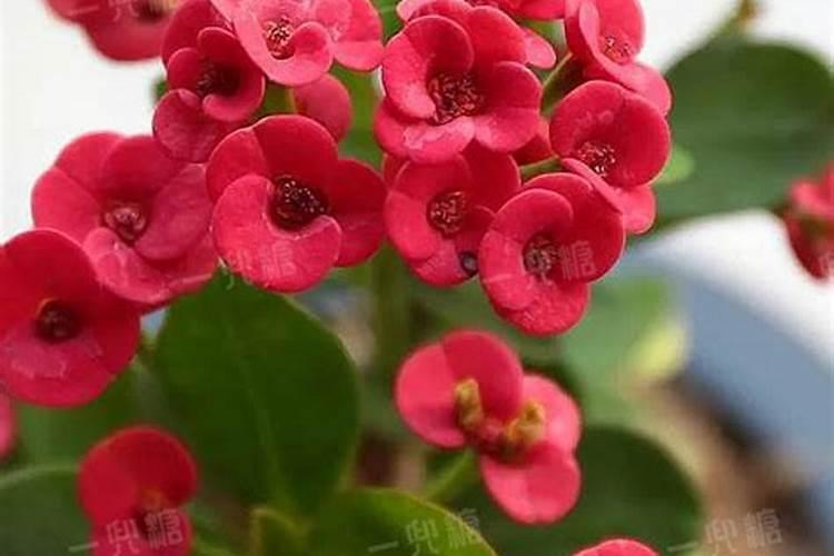 刺梅为什么不开花