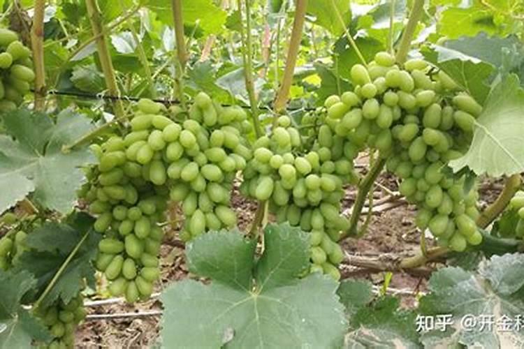 什么肥促进花芽分化;什么肥料能让根系快速生长