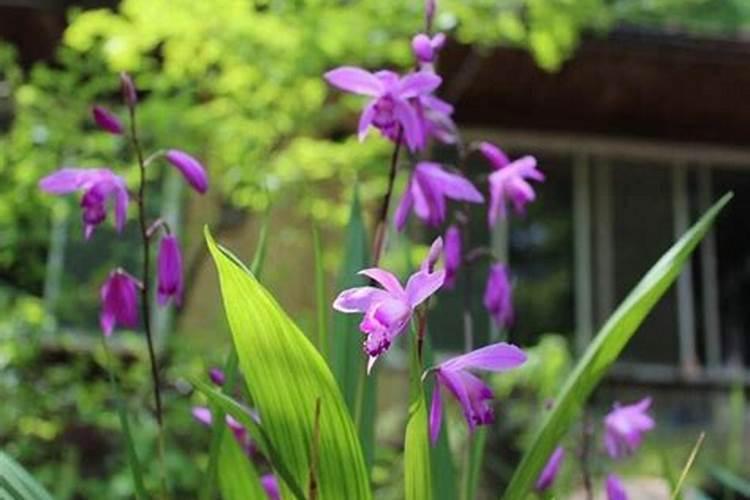 黄瓜定植后促生根方法