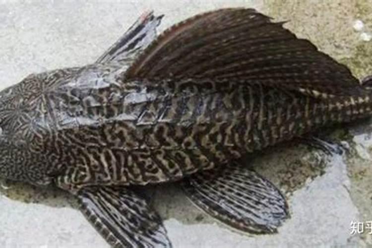 鱼肠发酵可以当花肥吗？