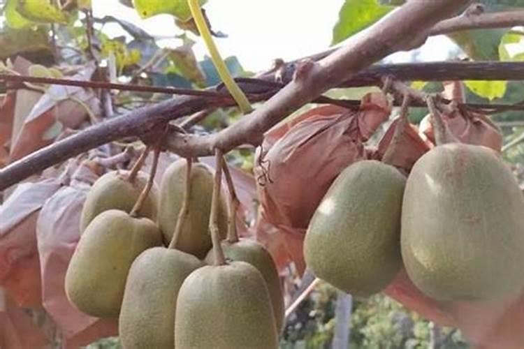 矿源黄腐酸钾在果树上可以喷施吗？