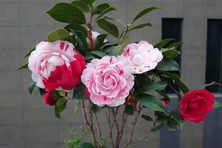 茶花施什么肥最好 茶花施什么肥