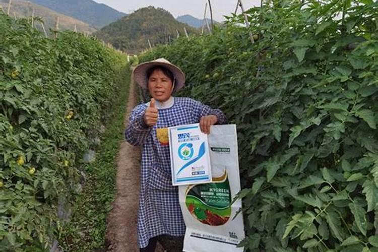 揭秘:海藻有机肥到底好不好？