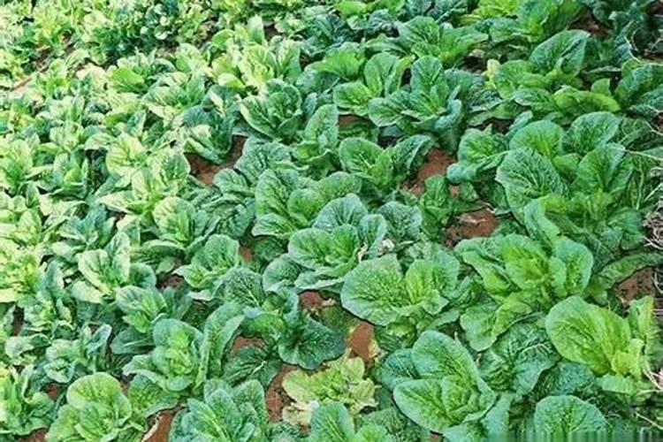 种菜用什么肥料比较好、菜子用什么肥料好