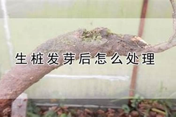 榆树下山桩出芽后能否喷些叶面肥