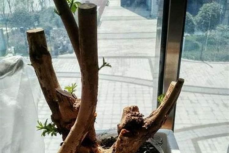 黄杨砍头能发芽吗 帮你如何快速催芽