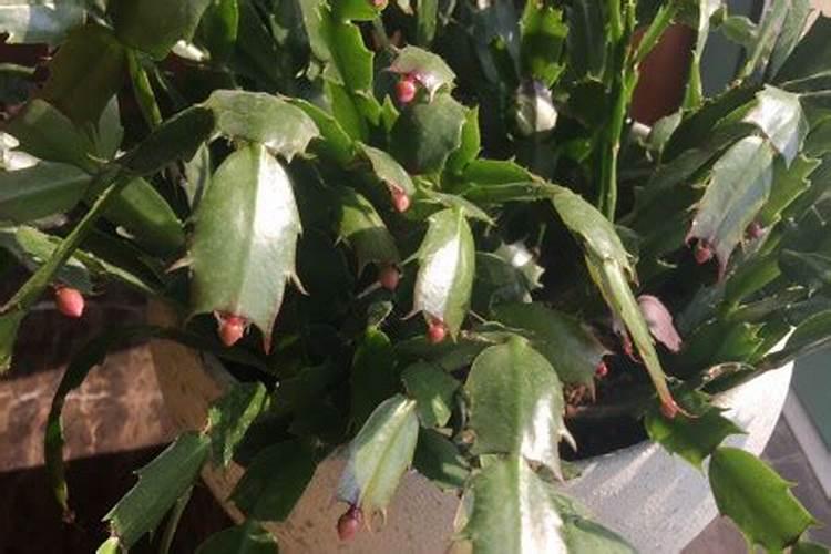 蟹爪莲开花期间需要施肥吗