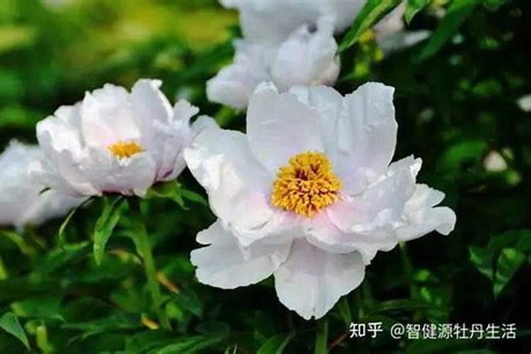 牡丹花正常生长期养护细节