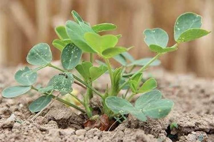 洋绣球花的养殖方法和注意事项,以下5步必须要做到