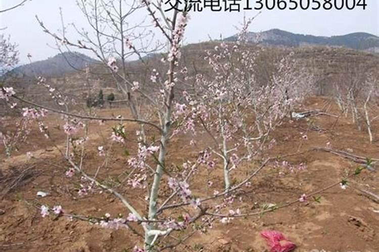 果树开花前打什么药