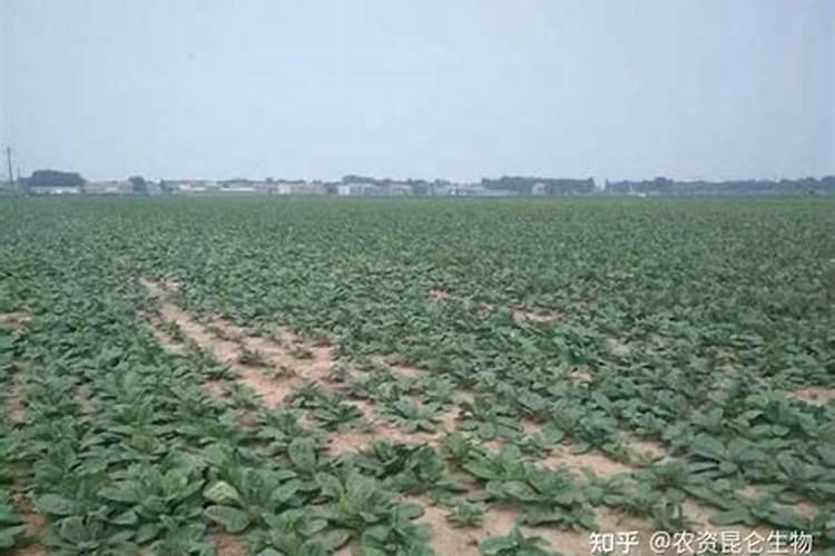 地黄怎么追肥产量高？