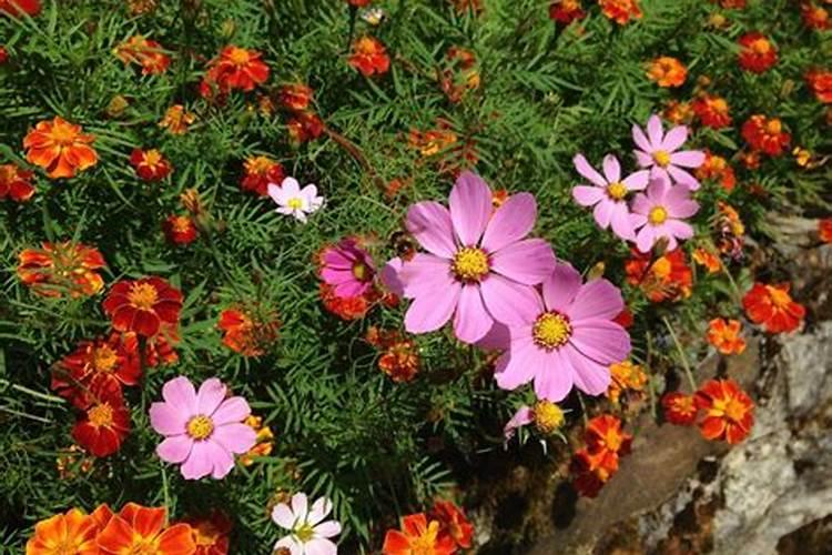 太阳花施什么肥比较好,主要以磷肥为主