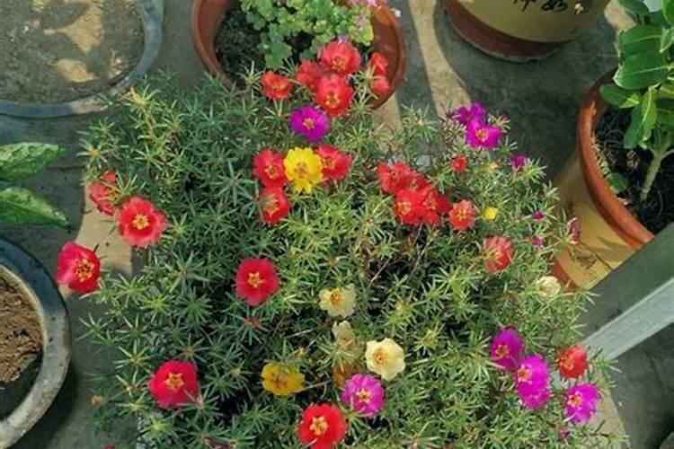 单瓣太阳花怎么变重瓣,3种方法开出无比绚烂的重瓣太阳花