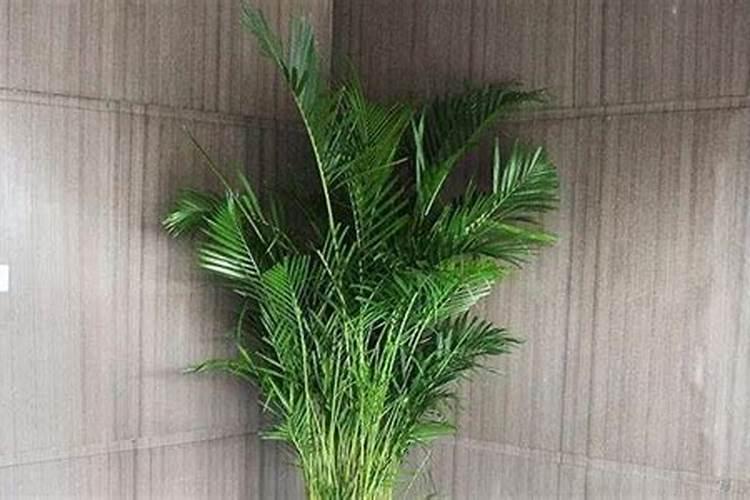 凤尾竹需要什么肥