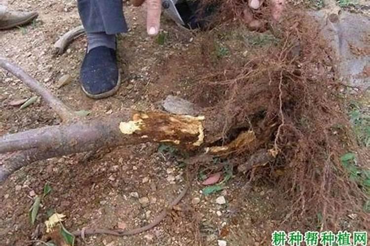 核桃树用什么肥料最好