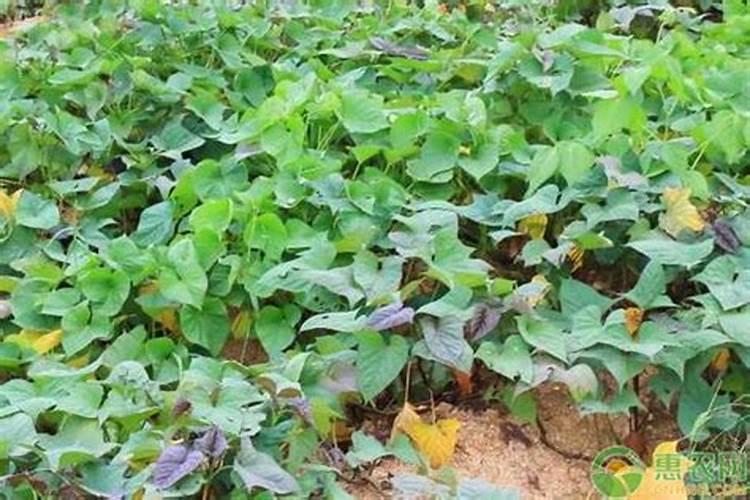 刚移栽的树木多久可以生根？