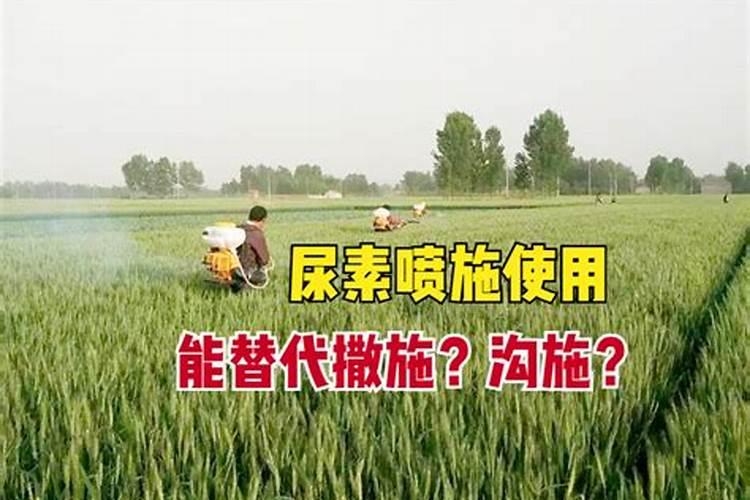 尿素浇菜最佳方法