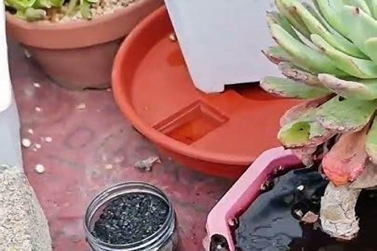 矿源黄腐酸钾浇兰花多少倍合适？