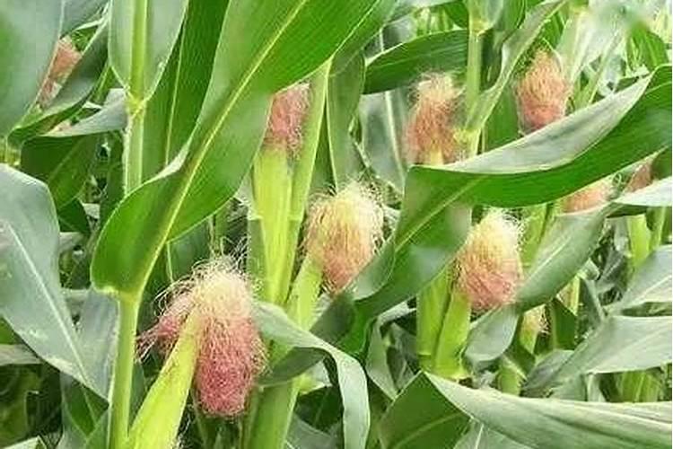 玉米施加钙肥的最佳时间 什么时候使用合适