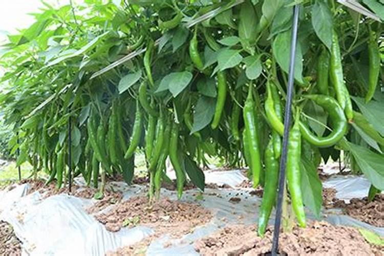 种大白菜别心急!三个关键时间点把握好