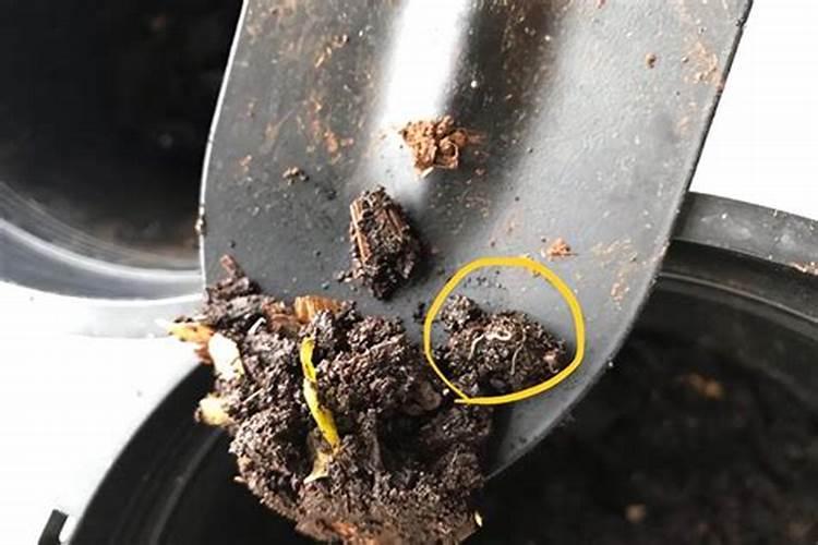 在花盆里发现的一颗颗绿色的东西