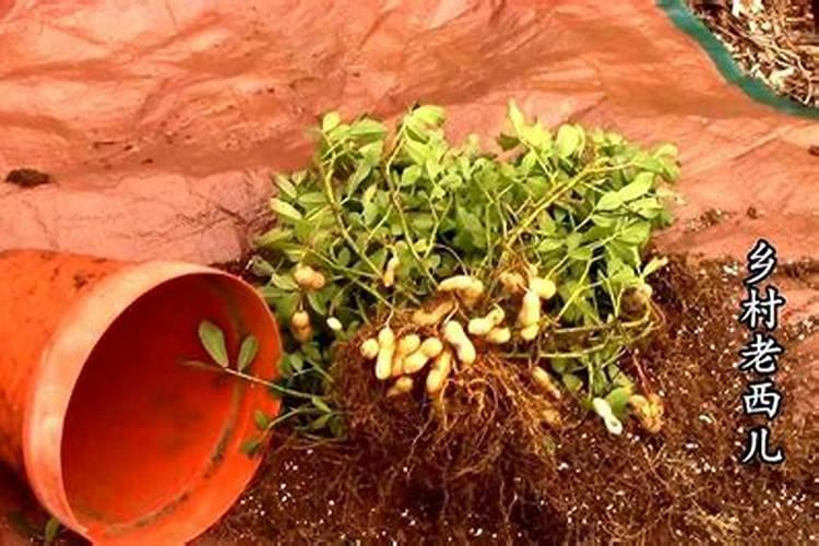 花盆里一粒粒黄黄的是什么卵