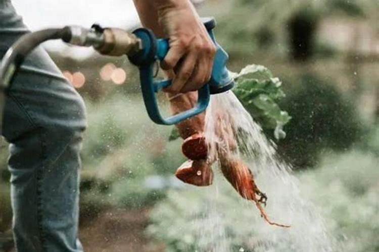 种菜最实用的肥料,是先下肥料还是先下种子